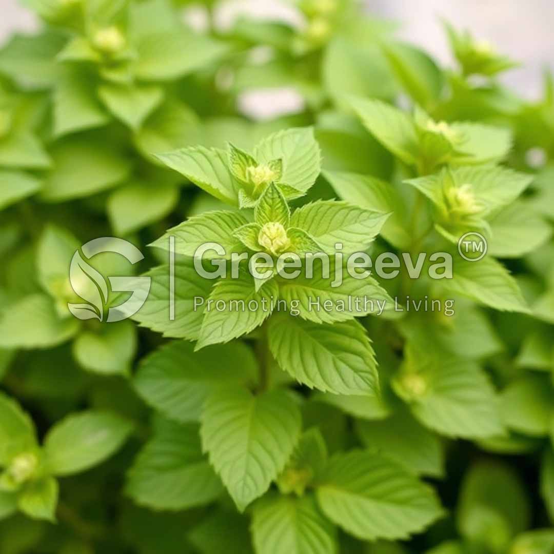 Organic Lemon Balm Herb, TBC