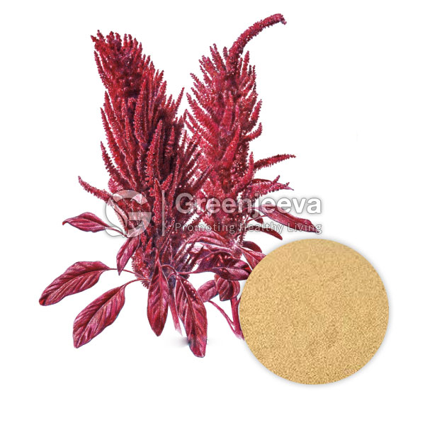 A vibrant red amaranth plant alongside a round pile of golden Organic Amaranth Powder on a white background.