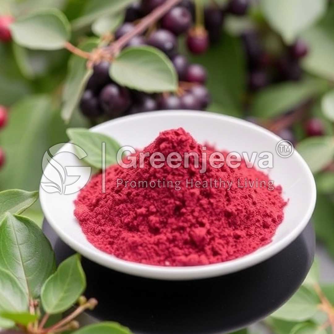 Organic Elderberry Extract Powder 4:1
