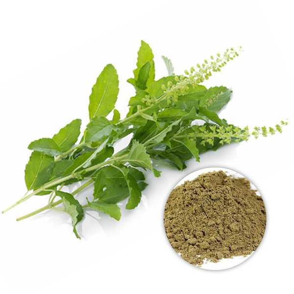 Organic Holy basil extract powder 10:1