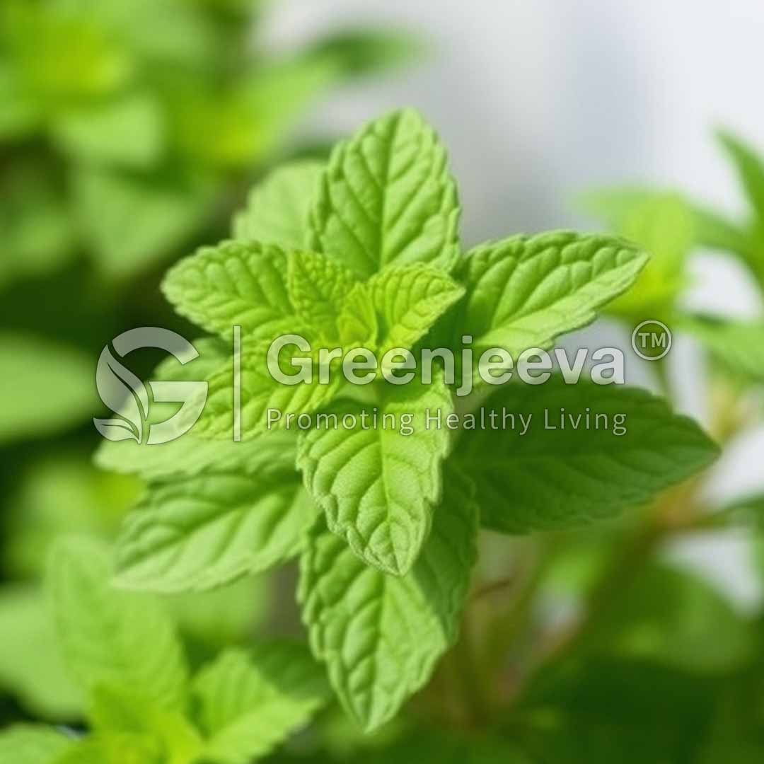 Close-up of vibrant Organic Spearmint CS TBC leaves, showcasing their textured surface against a blurred background, promoting healthy living.