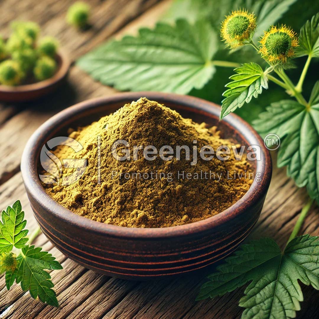 Motherwort Leaf Extract Powder 20:1