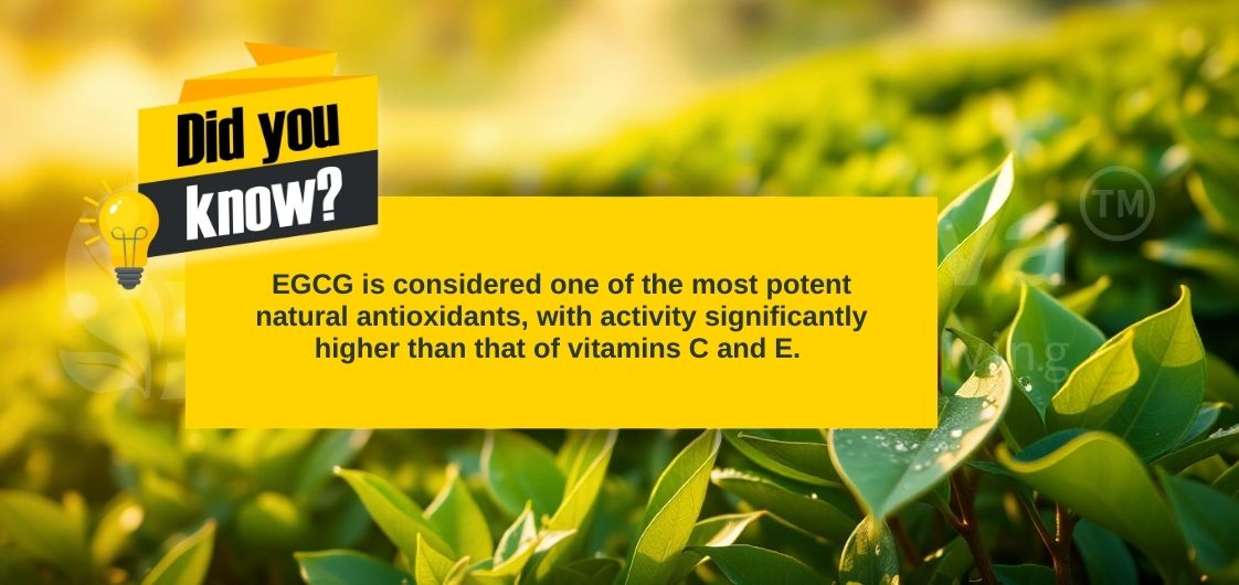 Graphic highlighting EGCG as a powerful antioxidant, surpassing vitamins C and E, against a backdrop of lush green tea leaves.