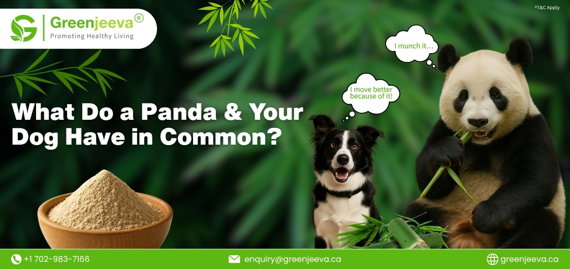 A panda enjoys bamboo while a bowl of powdered supplement sits nearby, promoting healthy living with playful dialogue.