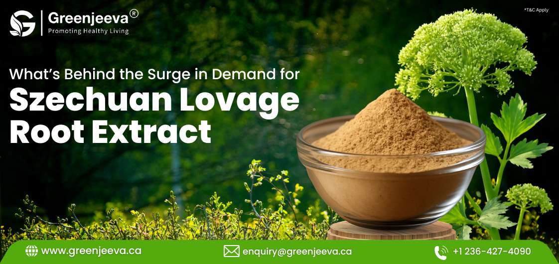 A bowl of Szechuan lovage root extract sits with fresh lovage leaves in a green, natural setting, highlighting its rising demand.