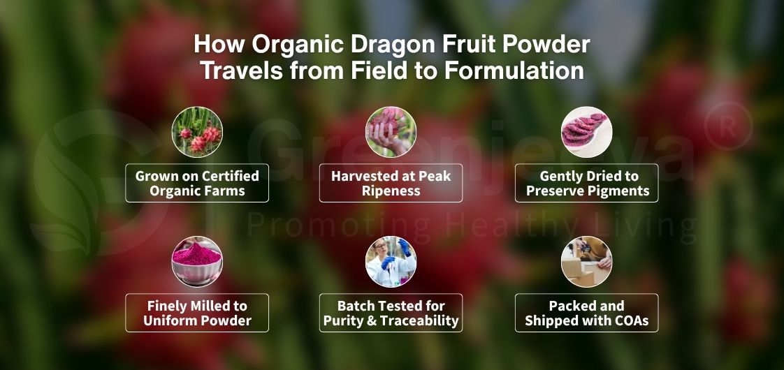 Infographic detailing the process of organic dragon fruit powder from farming to packaging, highlighting key steps and quality assurance.