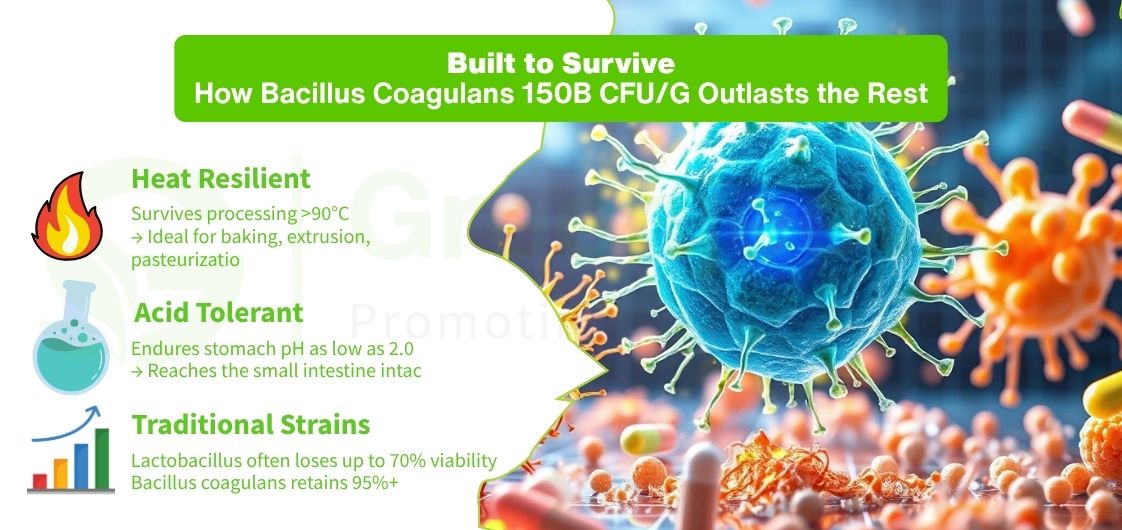 Bacillus Coagulans' resilience to heat, acid, and comparison with traditional strains for fermentation processes.