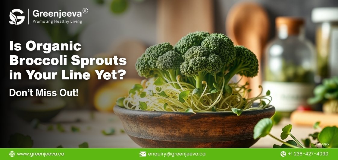 A wooden bowl filled with fresh organic broccoli sprouts, promoting healthy living