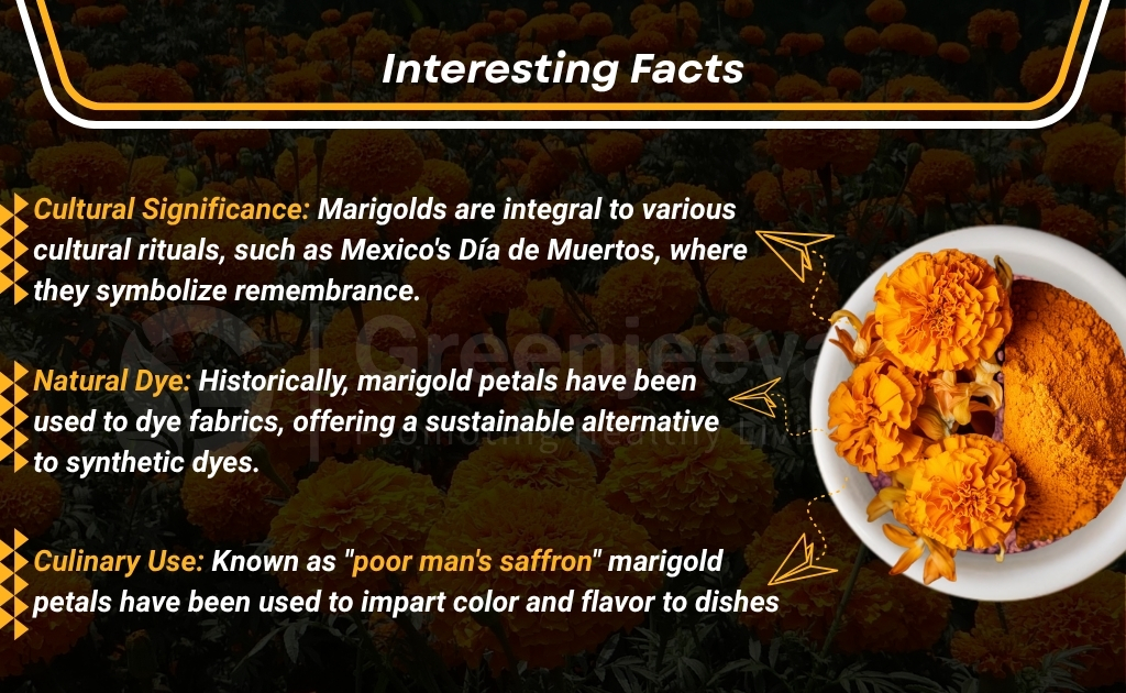 A bowl of marigold petals and powder on a dark background, highlighting their cultural significance, natural dye use, and culinary applications.