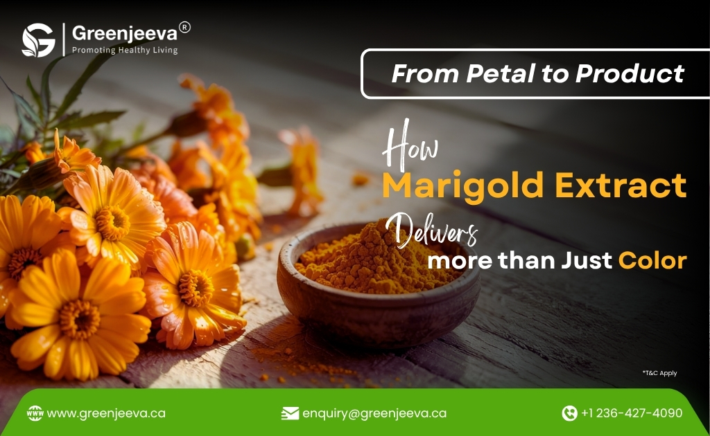 Bright marigold flowers beside a bowl of vibrant marigold extract powder, promoting its benefits beyond just color.