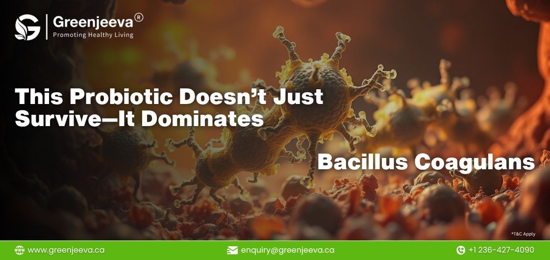 Bacillus Coagulans probiotics, highlighting their dominance and survival capabilities. Greenjeeva branding in the corner.