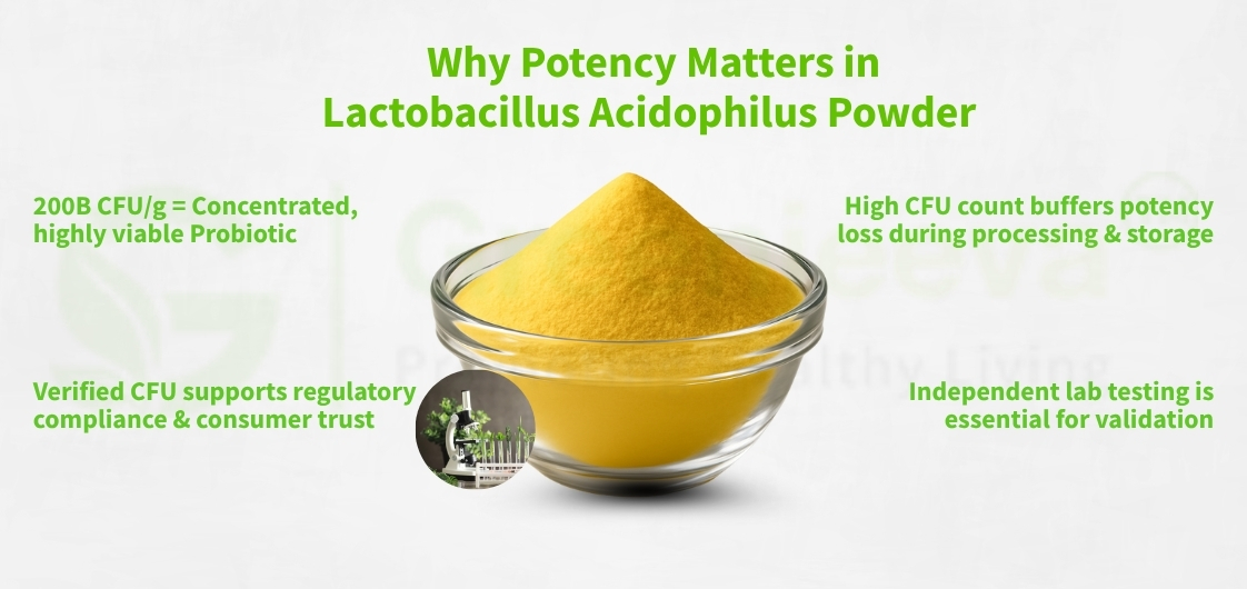 A glass bowl holds yellow Lactobacillus Acidophilus powder, with text highlighting its high potency and importance of lab testing.