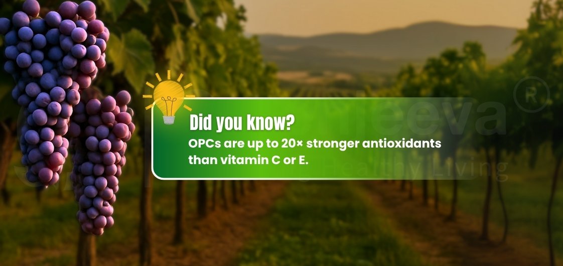 Close-up of grape clusters with a light bulb graphic, highlighting that OPCs are 20 times stronger antioxidants than vitamins C or E.