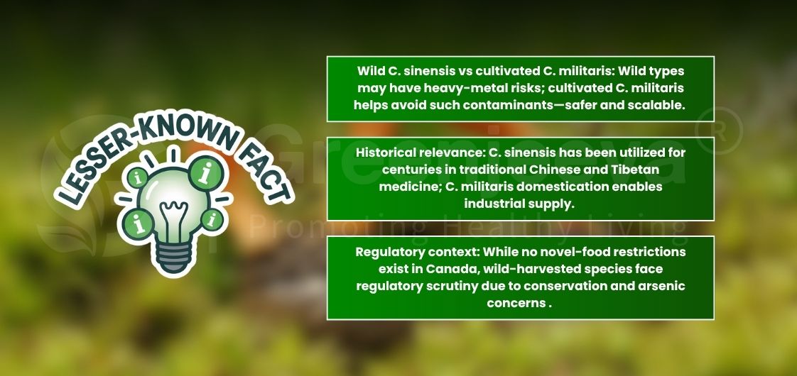Infographic highlights differences between wild and cultivated C. sinensis and C. militaris, including health, historical, and regulatory insights.