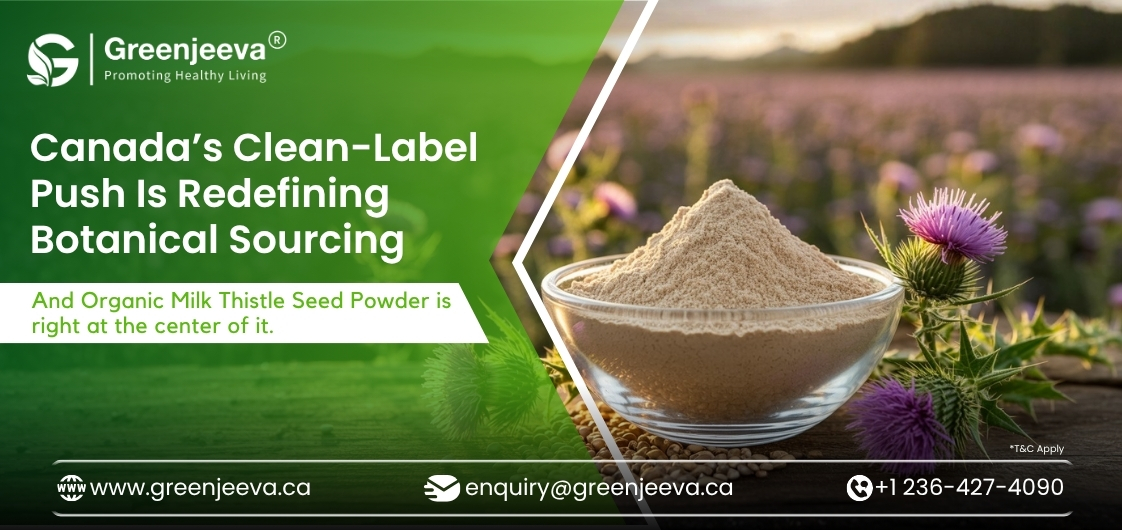 A bowl of organic milk thistle seed powder sits beside thistle plants, showcasing Canada's clean-label botanical sourcing initiative.