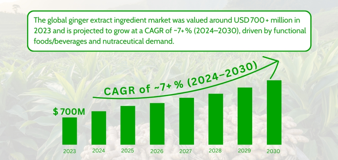 Global ginger extract ingredient market growth trend showing rising demand in functional foods and nutraceutical applications